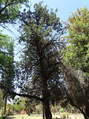 Tracheophyta