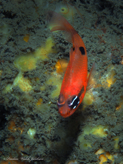 Apogon maculatus