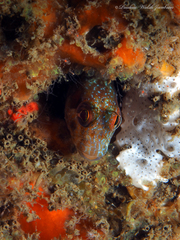 Parablennius marmoreus