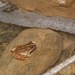 Matang Creek Frog - Photo (c) John Sullivan, some rights reserved (CC BY-NC), uploaded by John Sullivan