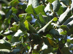 Tracheophyta