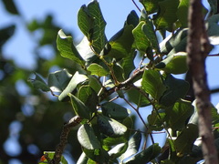 Tracheophyta