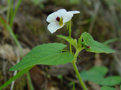Viola ocellata