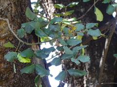 Tracheophyta
