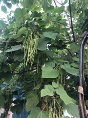 Catalpa