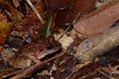 Limnonectes leporinus