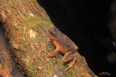 Ingerophrynus divergens