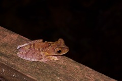 Rhacophorus pardalis