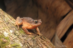 Ingerophrynus divergens