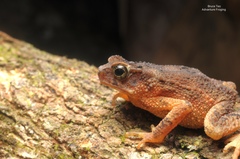 Ingerophrynus divergens