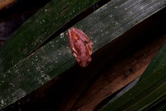 Rhacophorus pardalis