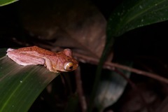 Rhacophorus pardalis