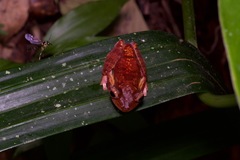 Rhacophorus pardalis