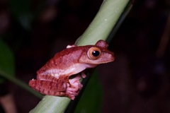 Rhacophorus pardalis