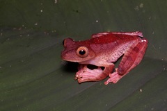 Rhacophorus pardalis