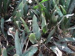 Tracheophyta