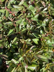 Ludwigia repens