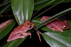 Rhacophorus pardalis