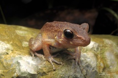 Pulchrana baramica