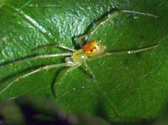 Thwaitesia glabicauda