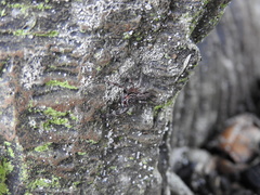Platycryptus undatus image