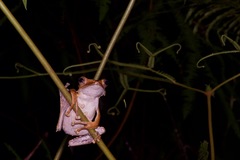 Polypedates otilophus