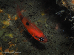 Apogon maculatus