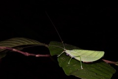 Tympanophyllum arcufolium