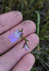 Collinsia sparsiflora