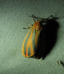 Hypoprepia miniata