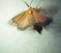Hypoprepia miniata