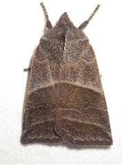 Eupsilia devia