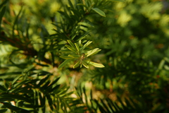 Chrysopilus asiliformis