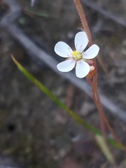 Drosera aliciae