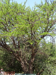 Vachellia