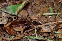 Limnonectes palavanensis