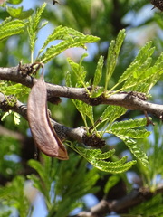 Vachellia