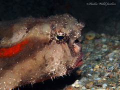Ogcocephalus cubifrons