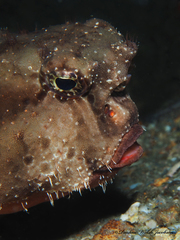 Ogcocephalus cubifrons