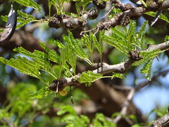 Vachellia