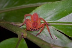 Heteropoda davidbowie