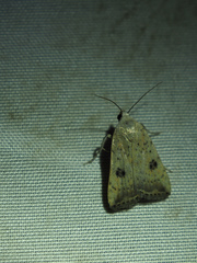 Micrathetis
