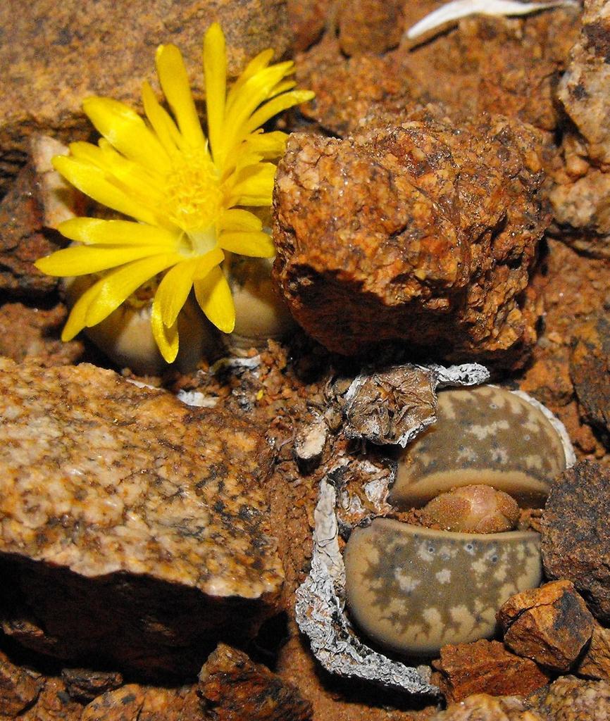 Lithops geyeri