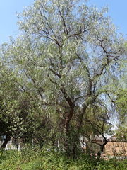 Schinus molle