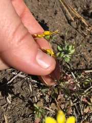 Crocidium multicaule