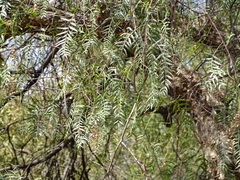 Schinus molle