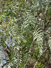 Schinus molle
