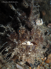 Antennarius scaber