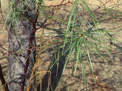 Parkinsonia africana