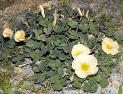 Oxalis pulchella